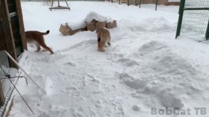 ПУМА И  РЫСИ РЕЗВЯТСЯ В МЕТЕЛЬ.