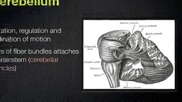 Анатомия Строение мозжечка смотреть онлайн