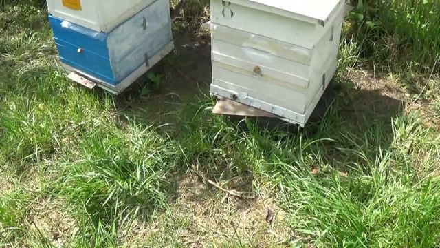 Что пчёлы выкинули из улья? смотреть онлайн