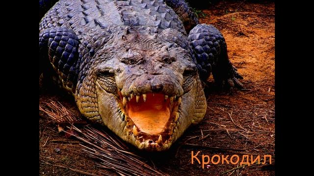 Самые опасные животные на планете. смотреть онлайн