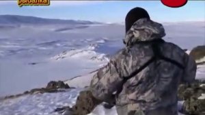Охота на волка и росомаху.Алтай.