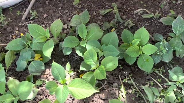 Черенкование укоренение крупнолистных гортензий самый простой способ . Результаты черенкования смотреть онлайн