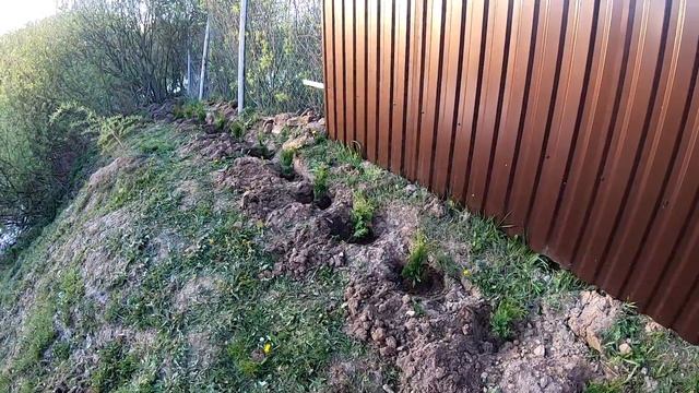 Весна посадка хвойных. Живая изгородь. Туи для живой изгороди Посадка живой изгороди. смотреть онлайн