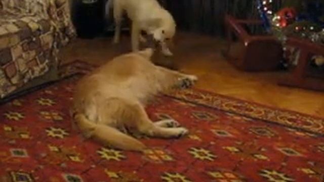 Игры голден ретриверов смотреть онлайн