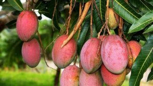 Как Выращивать Манго В Домашних Условиях