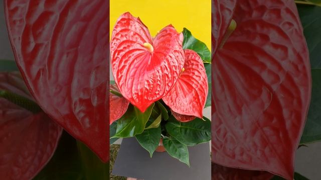 Антуриум красный - домашний цветок смотреть онлайн