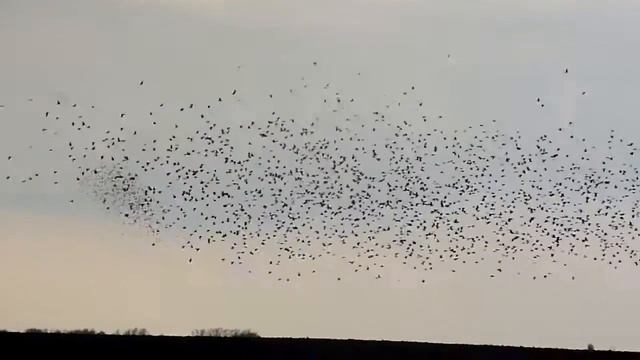 Улетели птицы улетели смотреть онлайн
