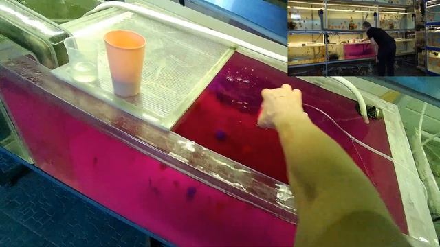 #DISCUS#ДИСКУСЫ#ОБРАБОТКА АКВАРИУМНОЙ РЫБЫ МАРГАНЦОВКОЙ