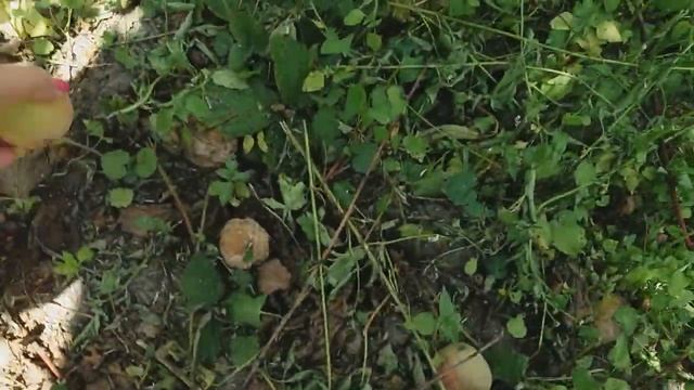 #VLOG ОТДЫХ В БЕСЕДКЕ || ЛАЙФХАК С ЛЕЙКОЙ И ВАЗОНАМИ || КАБАЧКОВАЯ ИКРА смотреть онлайн