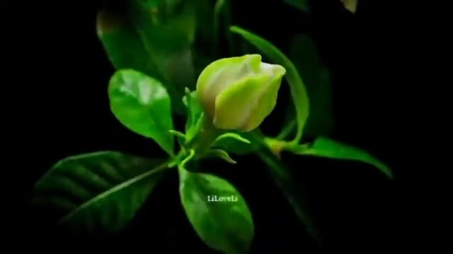 розы и красивая музыка. смотреть онлайн