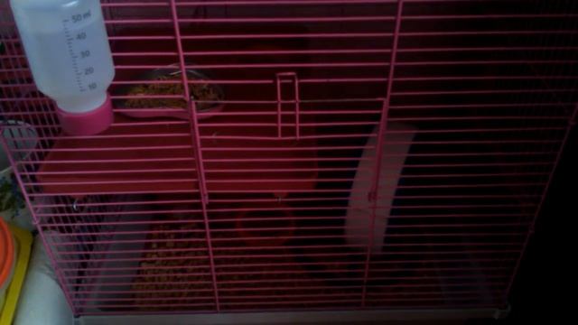 Как правильно ухаживать за хомяком!!!!!✋ смотреть онлайн