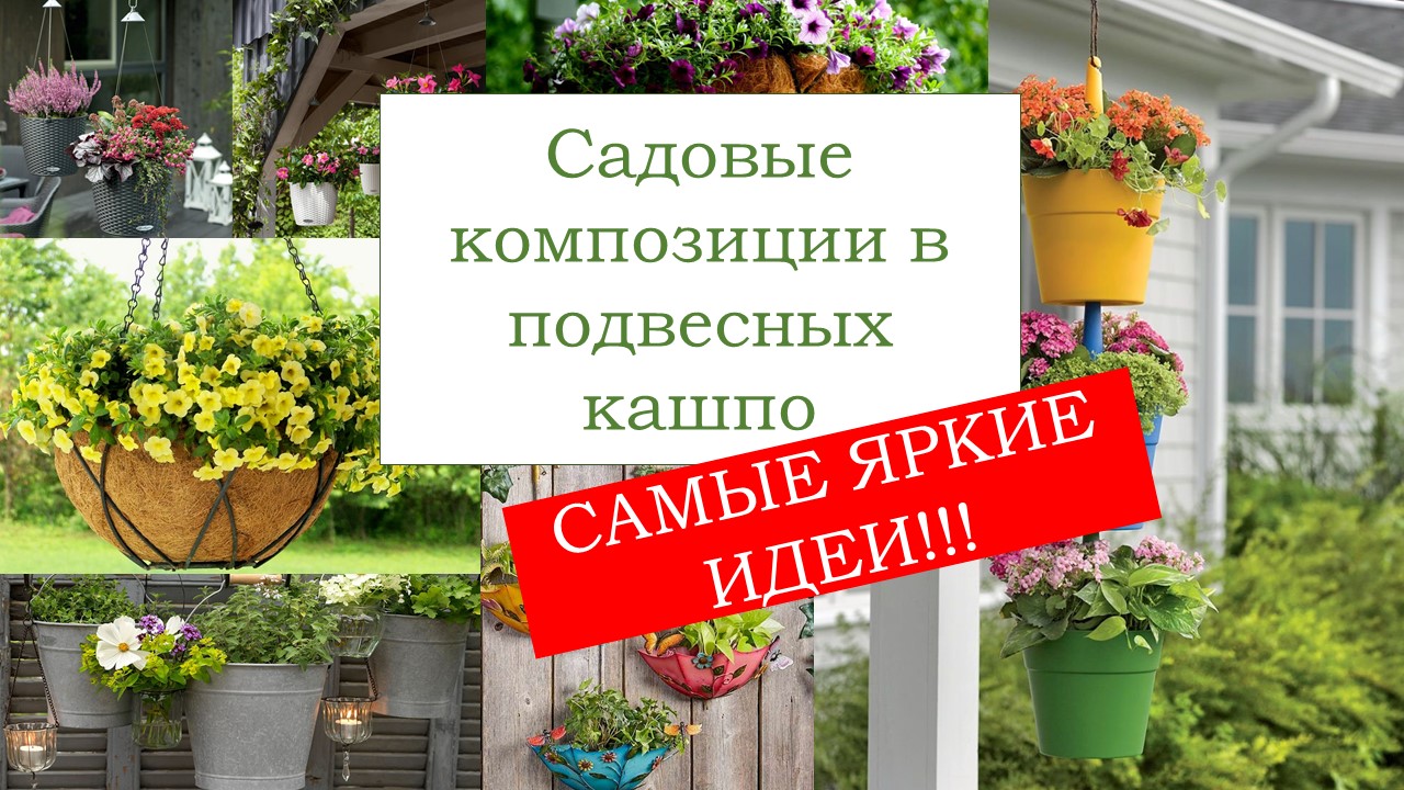 Идеи композиций в подвесных кашпо, которые украсят Ваш сад смотреть онлайн