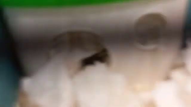 Сколько живут хомяки? ? смотреть онлайн