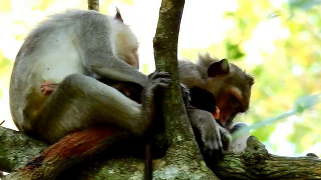 Best Monkey Come To Join Grooming , Monkey Grooming