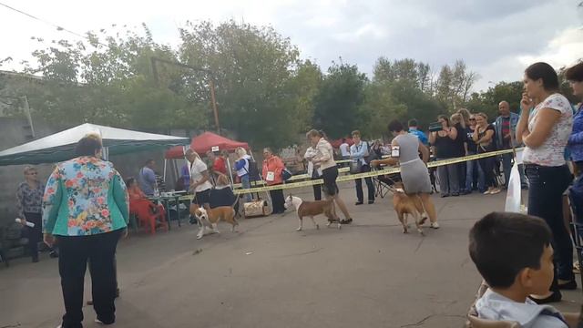 Монопородная выставка ПК 3.09.16 смотреть онлайн