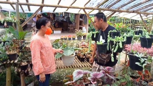 Anthurium King Clarinervium Sulamjana | Kuping Gajah King Tarantula Sulamjana смотреть онлайн
