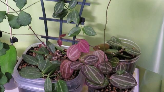 Обзор хой!Сравниваем...любуемся... смотреть онлайн