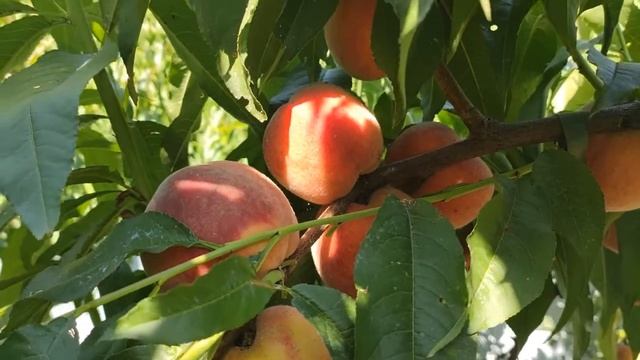 Персик Харроу Даймонд на абрикосі, 04.08.21. смотреть онлайн