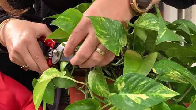 Potos Sarmaşığı Bakımı, Sulanması, Çoğaltılması