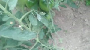 Томат Дуся красная. Семена от Сибирского сада.