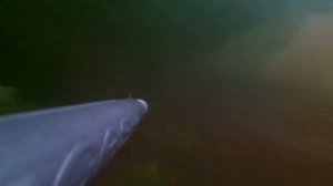 Подводная охота на воронежском водохранилище