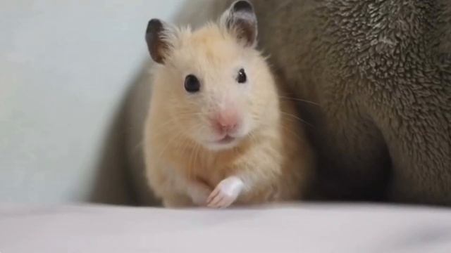 ХОМКИ наш Тук любит поесть! Смешное видео про ДЖУНГАРИКОВ ХОМЯЧКОВ! смотреть онлайн