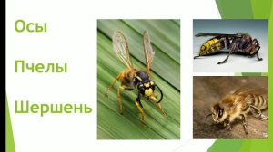 ОБЖ/2 класс/ Лесные опасности