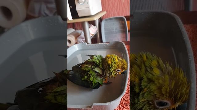 Новая купалка для попугая Пепе смотреть онлайн