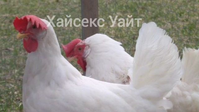 Какие породы кур дают больше яиц в год? Как их кормить? #Курица #Несушка #Фермер #Факты #Ферма #Яйц смотреть онлайн