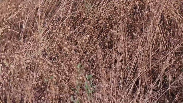 ЧЁРНЫЙ ПАР – ПУТЬ К БОГАТОМУ УРОЖАЮ смотреть онлайн