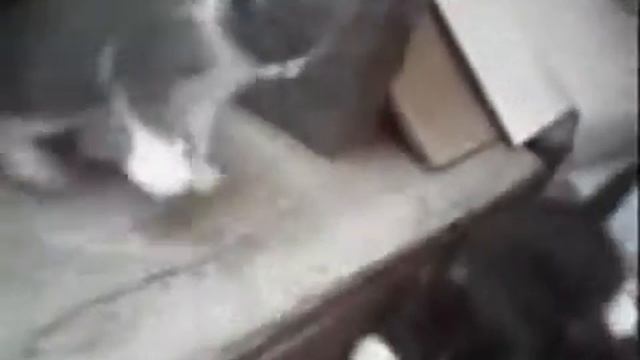 Милые котята ))) смотреть онлайн