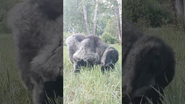 Белагор Стар Лилит смотреть онлайн