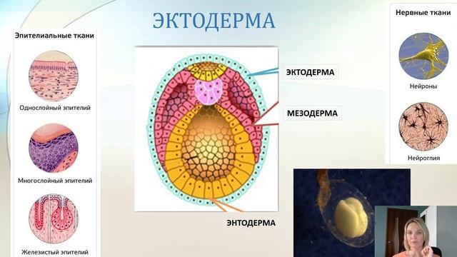 Эмбриогенез. Биология 10 класс. смотреть онлайн