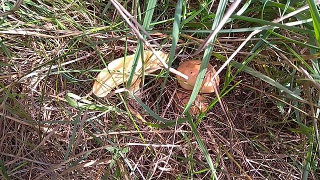 Сосенки. Карачуновское водохранилище. Стоит побывать. смотреть онлайн