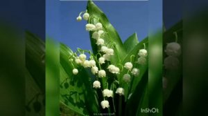 МБДОУ №36  Рассказ о ландышах. Тишенина Н.В.