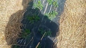 Актеллик+Аполло+Редамил голд+Атомик(прилипатель)#2 обработка клубники по листу 10.04.22