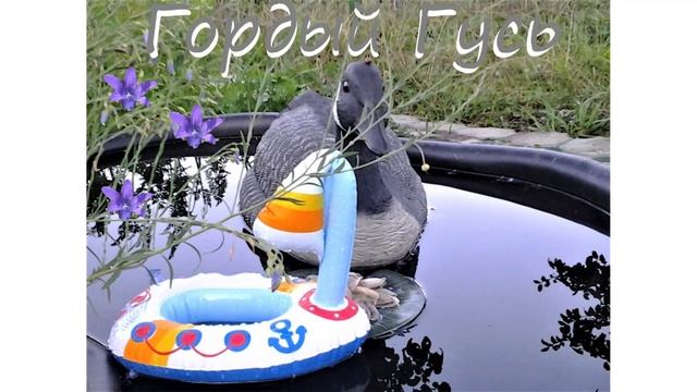 Гордый Гусь. смотреть онлайн