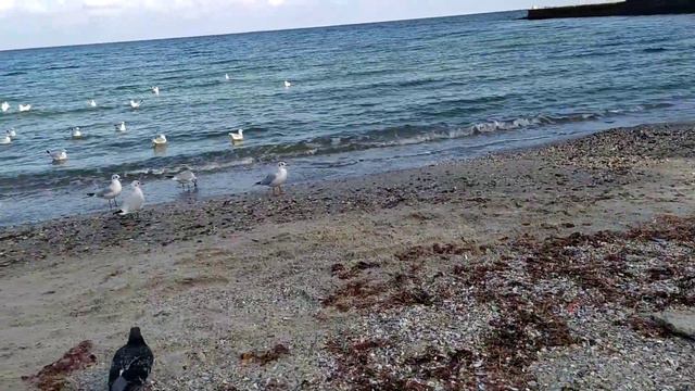Море.Одесса.Отдых.Чайки смотреть онлайн