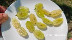 Виноград Алинка. 19 июля 2024 г.