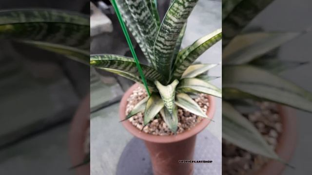Sansevieria Cordova White Variegated / Rare Sansevieria / Sansevieria Variegated / Snake Plant