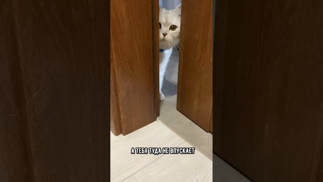 Как понять, что твой хозяин совсем обнаглел (Версия для котиков) #кошка #кот #коты смотреть онлайн