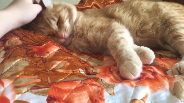 Мой котик перси смотреть онлайн