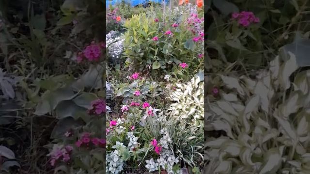 Дача день за днем. Гвоздики неприхотливые цветы. смотреть онлайн