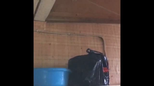 Уничтожение тараканов в квартире. Максимальное заражение кухни тараканами смотреть онлайн