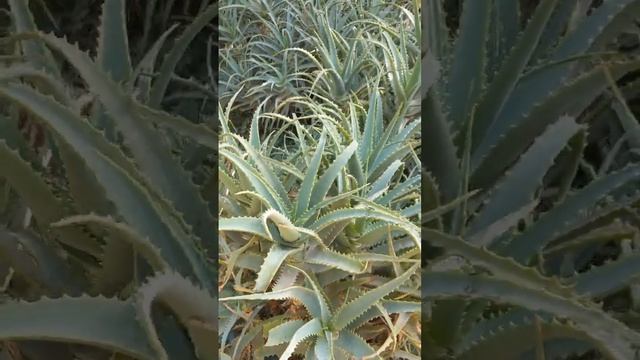 Алоэ древовидное и Агавы в открытом грунте. Израиль ноябрь 2022 смотреть онлайн