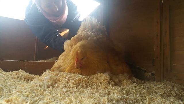The Secret Life of Broody Hens смотреть онлайн