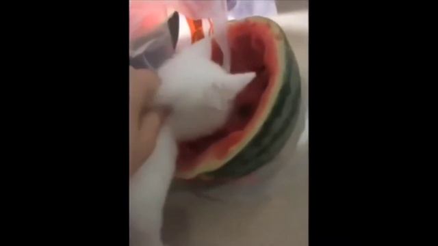 з вами я джокер Виктор дудка кот джокера смотреть онлайн