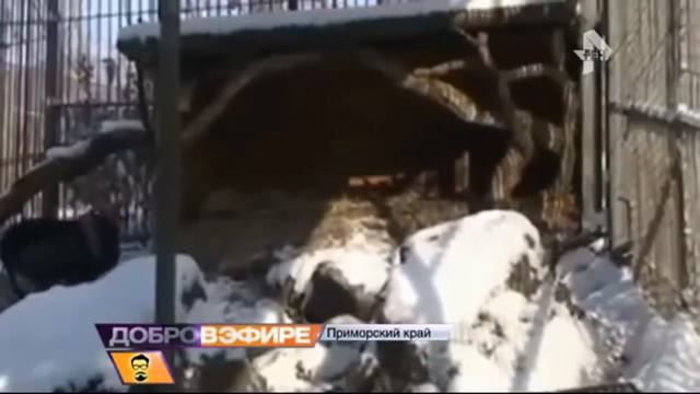 Амур и Тимур - самая человечная дружба в 21 веке... 1.Серия смотреть онлайн