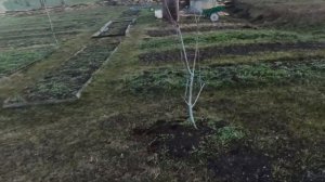 Три дня на даче.Вычистила пруд,проложила сетку от кротов.