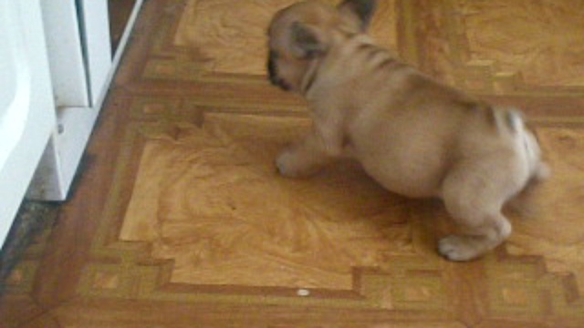 ЩЕНКИ ФР.БУЛЬДОГА девочка жасминка